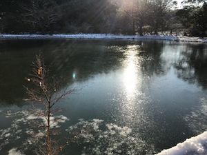 大雪が降った22日から一夜明け、雪化粧の阿弥陀堂を観に行ったのですが池にも氷が！