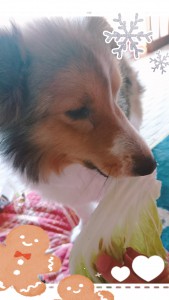 ♡おまけ♡ 白菜食べる犬 