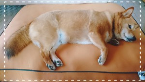 先日お話しした、抽選で当たったyogibo(ヨギボー)の犬用クッションdogibo(ドギボー)✨ それにしてもマリの巨大化が😭 横になって寝ていると、まるで丸太のようです。 マリじゃなくてマルタに改名しようかな。。。