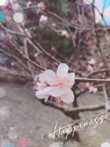 元旦。京都・知恩院を訪れた時に咲いていた桜🌸 家の近所にも桜が咲いている木があります🌸 桜の季節が待ち遠しいですね。