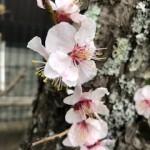 庭の桜２