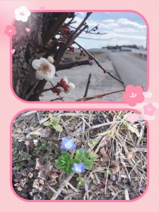 【春の訪れ】 梅が咲いているのを、やっと私も見ることができました！ そして、オオイヌノフグリを見ると春が来たーって感じます(*^-^*)