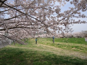 ちょいと前の鹿島千本桜