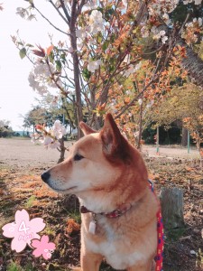 せっかく低いところに咲いていた桜をバックに写真を撮っているのに、明日の方向を向いているマリ・・・。 「アタシは花より団子よ」
