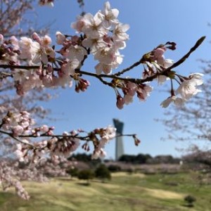 こちらは4月10日の三崎公園。まだ2〜３分咲きでした！