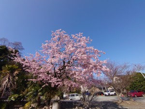 県社（子鍬倉神社）下の満開の桜・3月22日（水）午後