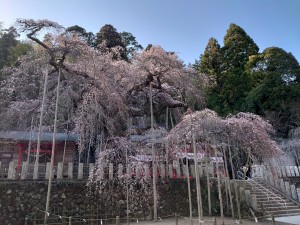 小川諏訪神社のしだれ桜・3月22日午後