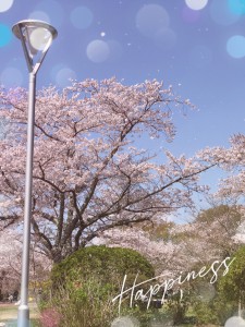 大きく写真を広げてみてください。 桜の花びらが無数に舞っています🌸