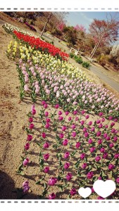 これは高野花見山のチューリップ。（以前の写真です） キレイに並んで咲いているチューリップが本当にきれいでかわいい(⋈◍＞◡＜◍)。✧♡