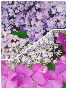 種類も本当にたくさんありますよね～。 我が家の紫陽花はブルーだったかな？？