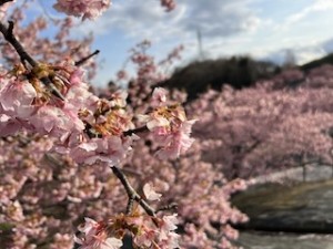 21世紀の森公園内の河津桜も満開になっていました^^