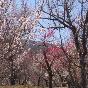 「高野花見山」の梅