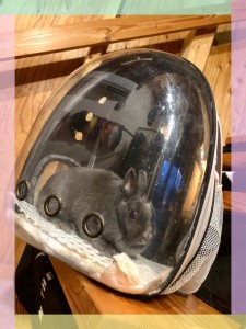 この宇宙船が私の出勤バッグ👜✨ お家とお店を行き来してるよ🐰🚙 今日も看板ウサギのお仕事頑張らなくちゃ！