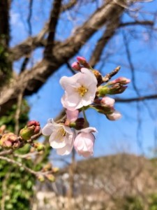 2024桜開花