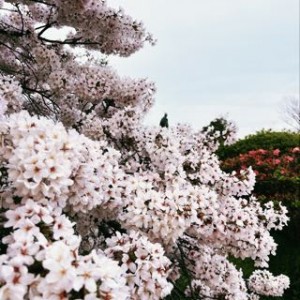 ようやく今シーズン１ヶ所目の観桜でした＠松ヶ岡公園